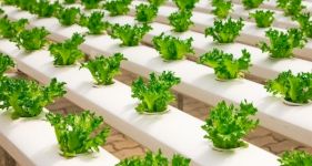 Beginner’s Guide to Hydroponics