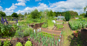 Bringing your Allotment to Life
