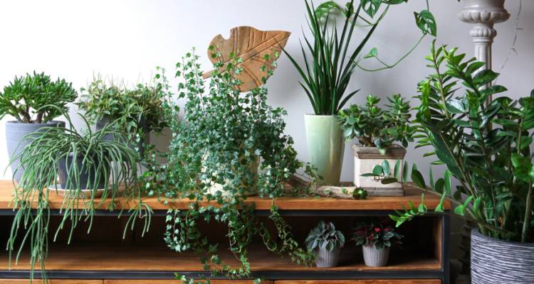 houseplants on side table