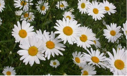 daisy