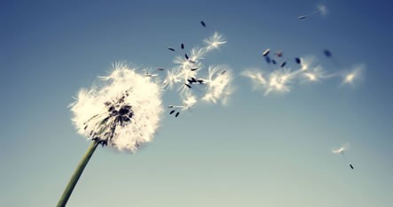 dandelion