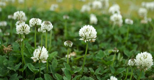 white clover