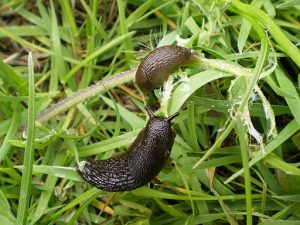slug