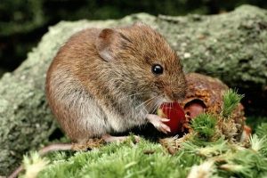 vole