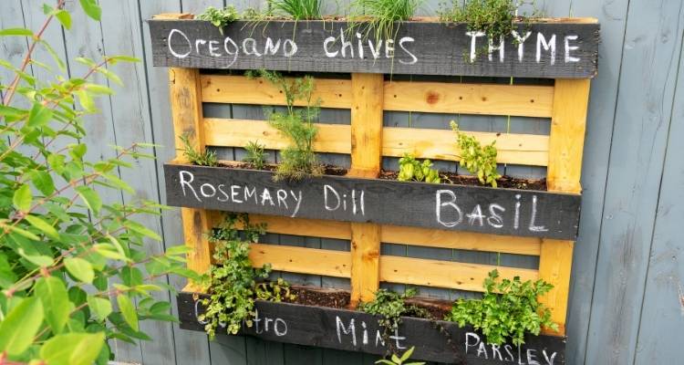 Herbs in palette in garden