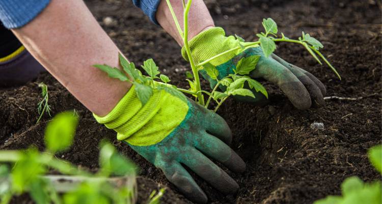 person planting