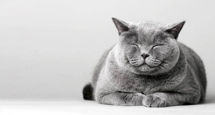 Grey fluffy cat on tiled floor