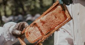 Beginner’s Guide to Beekeeping