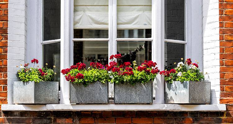 geraniums