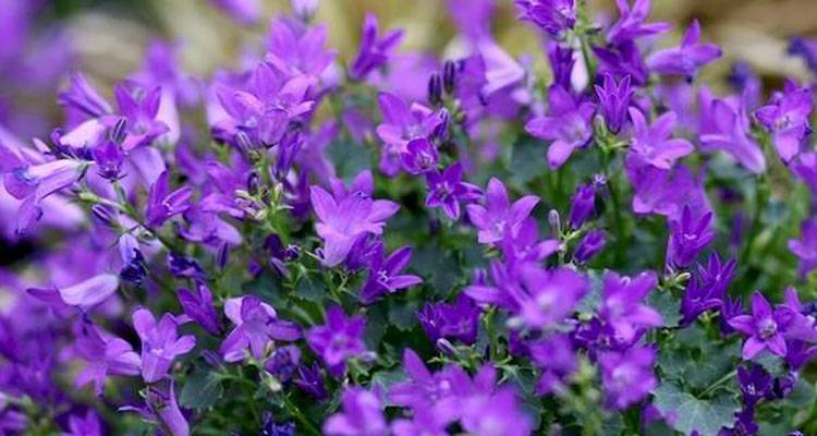 pot of lobelias