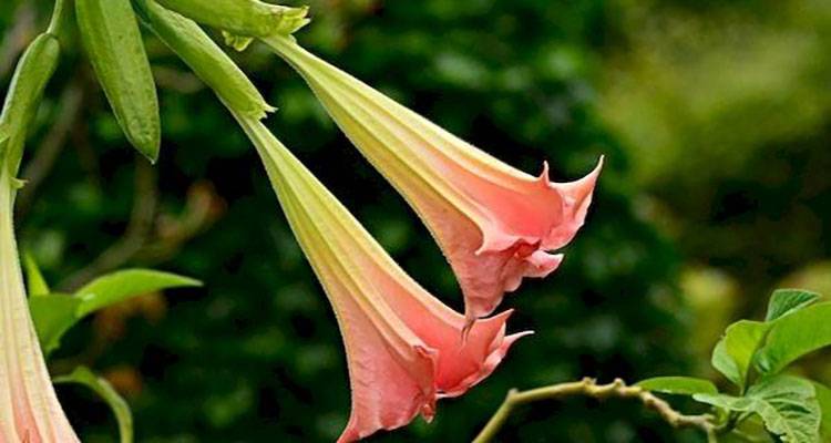 pot of angels trumpet