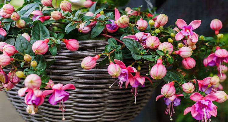 pot of fuchsia