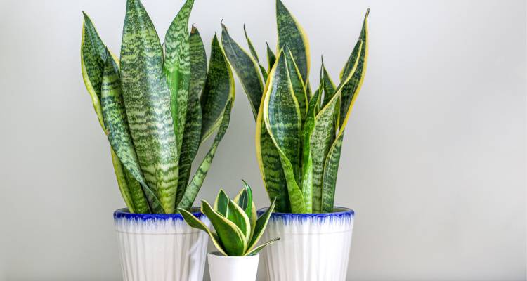 snake plants in pots