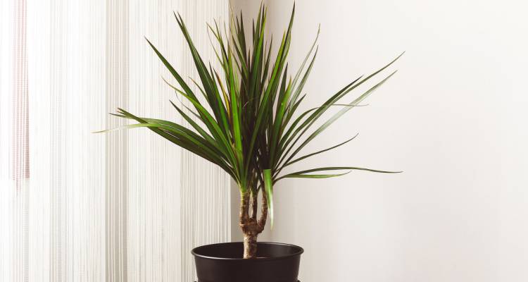 dracaena in pot