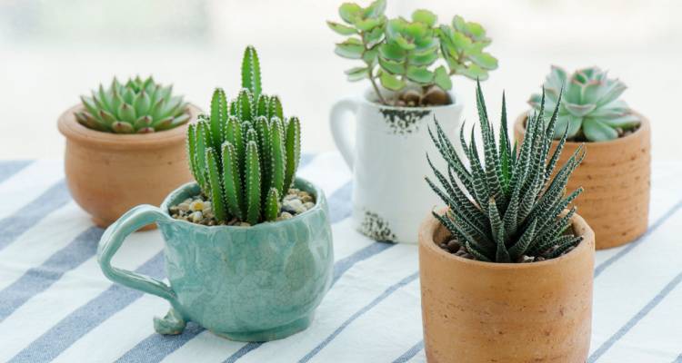 succulents in pots