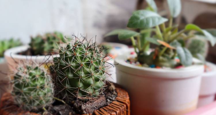 cacti in pots