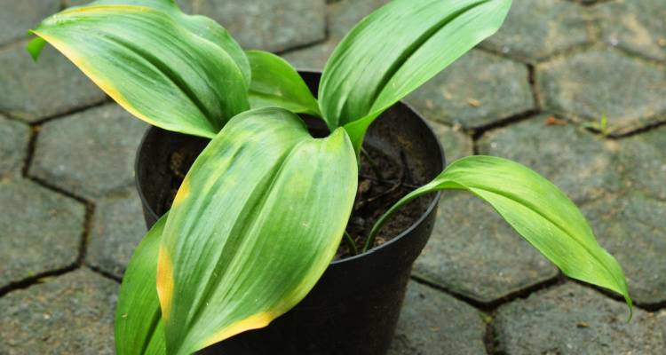 cast iron plant in pot