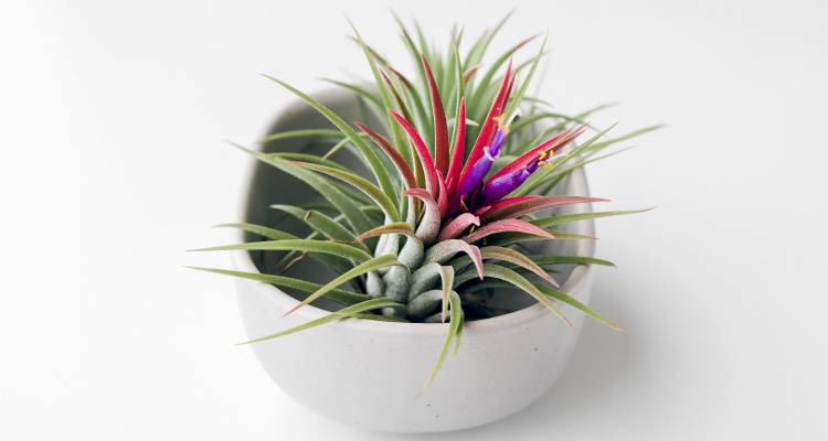 air plant in pot