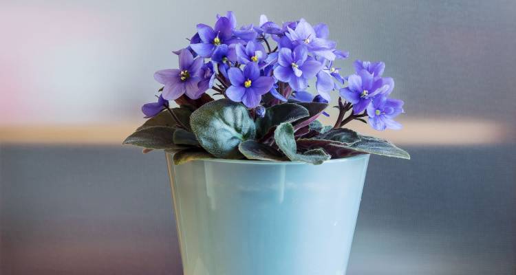 African violet in a pot