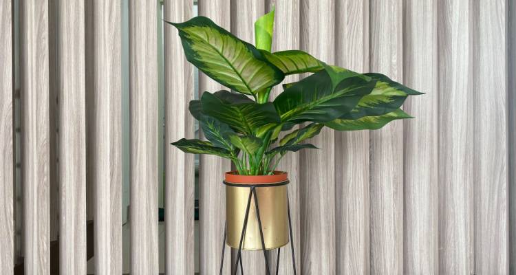 dumb cane plant