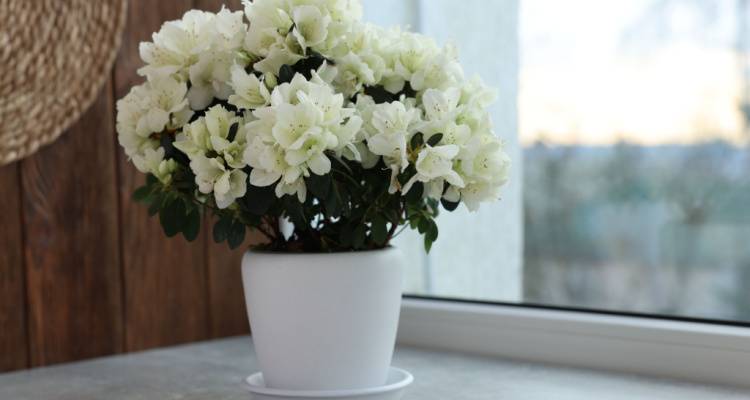 azalea plant in a pot