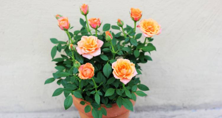 mini roses in a pot