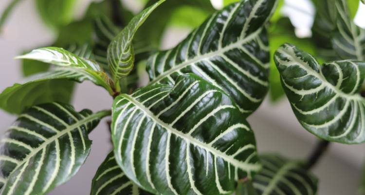 zebra plant in pot