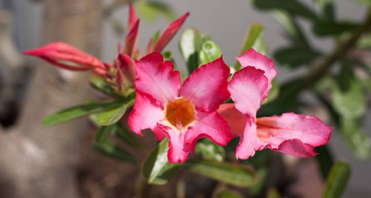 close up of gardenia