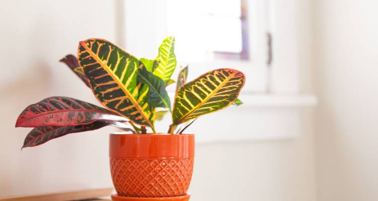 croton plant in a pot