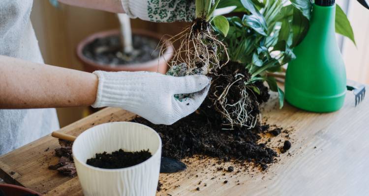 person potting plant