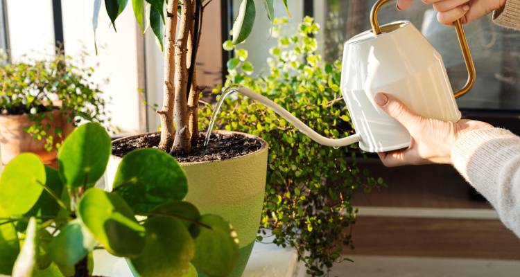 person with watering can