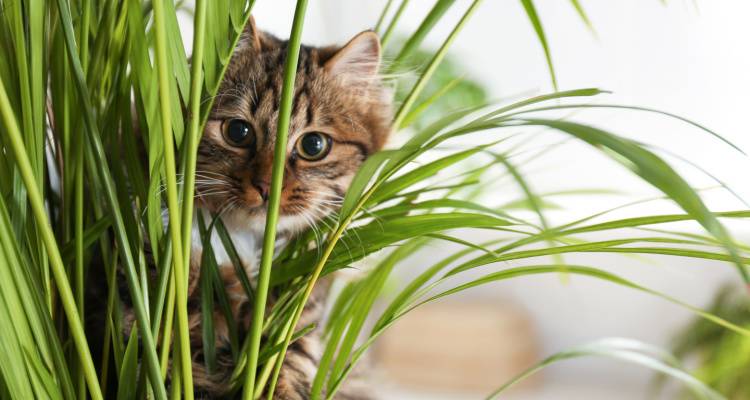 cat hiding in plants