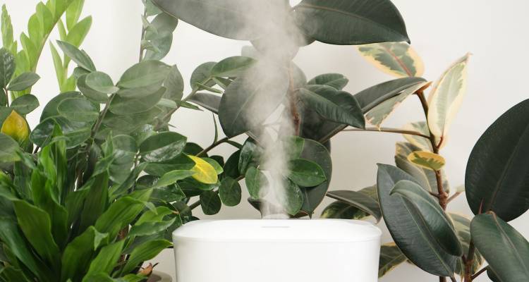 humidity in plants