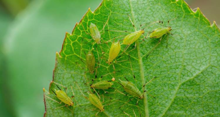 aphids on a leaf