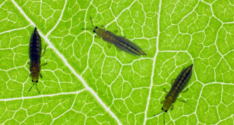 thrips on a leaf