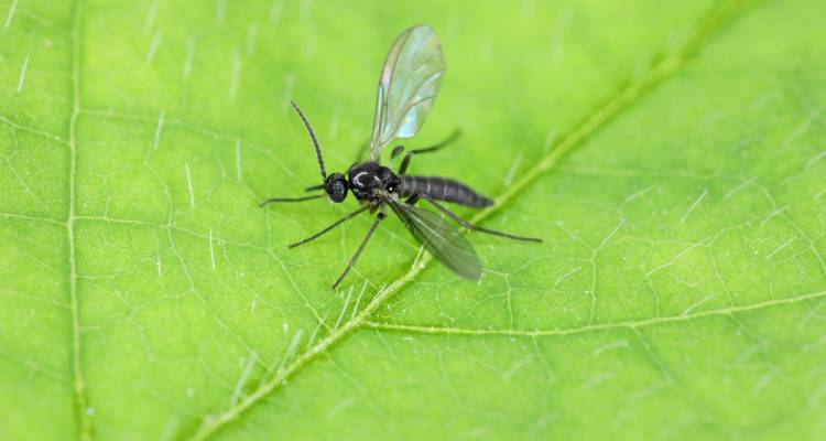 fungus gnats