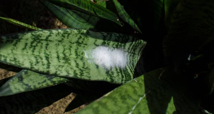 grey mould on plant