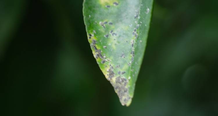 leaf spot