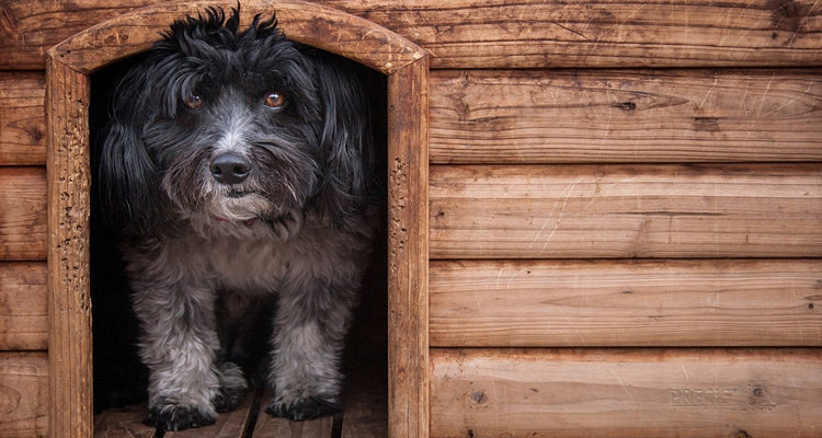 dog in kennel