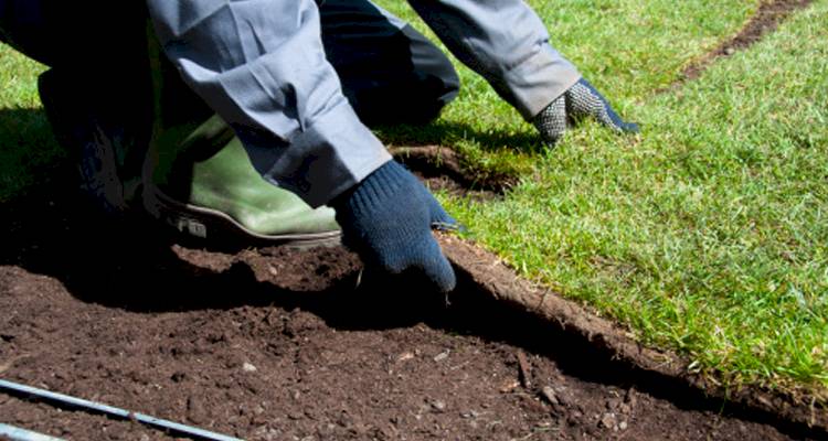 Laying a lawn