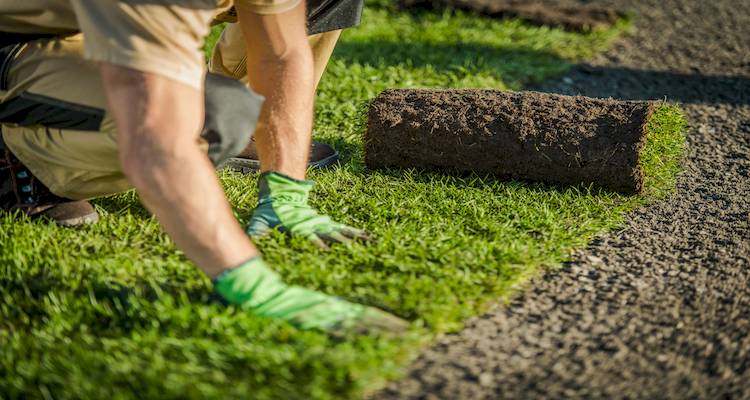 laying turf