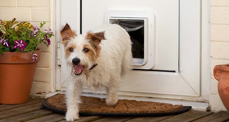 dog using classic pet flap