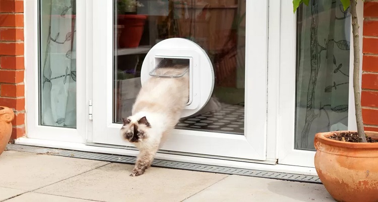 cat exiting a microchip cat flap