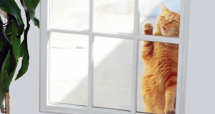 cat trying to get through door