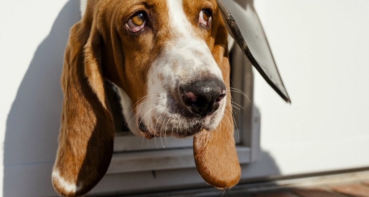 dog sticking head out of pet flap