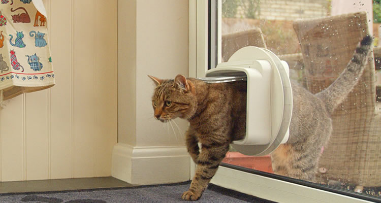 cat flap through glass