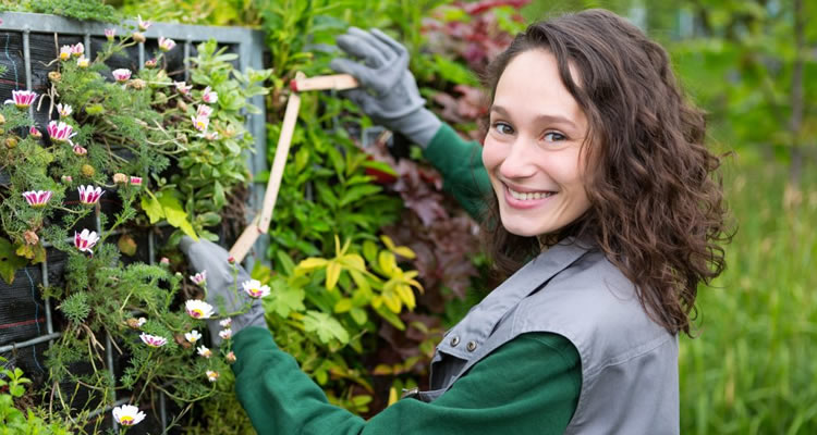 gardener pruning bush