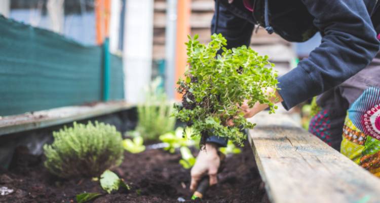 person planting herbs