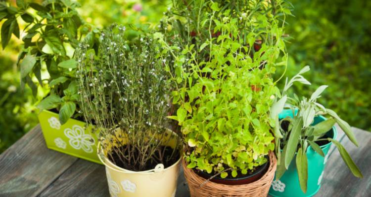 herbs in pots