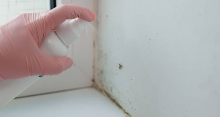 person spraying mould